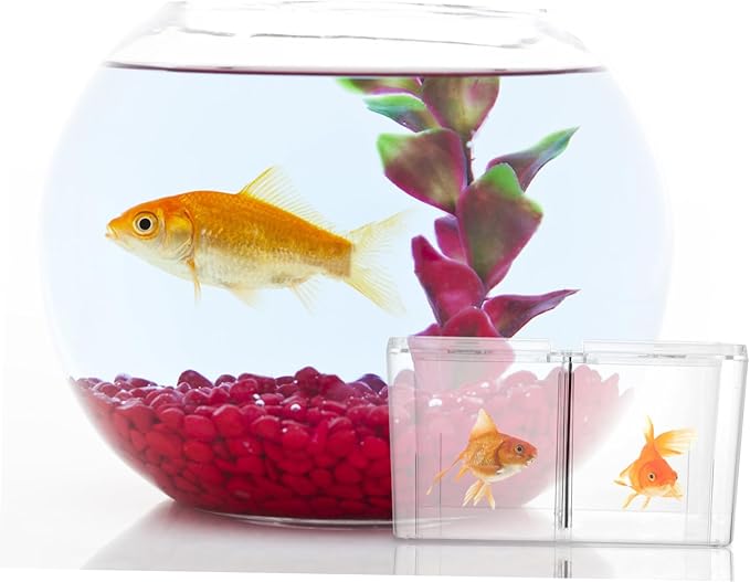 Yardwe Acrylic Betta Fish Breeding Box Incubator Fish Rearing Isolation Tank for Safe Hatching and Enhanced Survival Rate of Fry Acrylic Material Oxygen-Enhancing Design